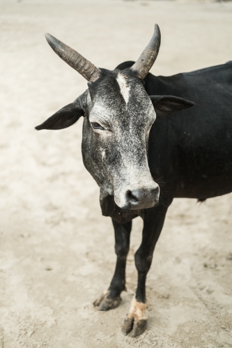 Cow in Om beach, Gokarna, India